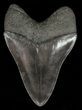 Fossil Megalodon Tooth #57175-2